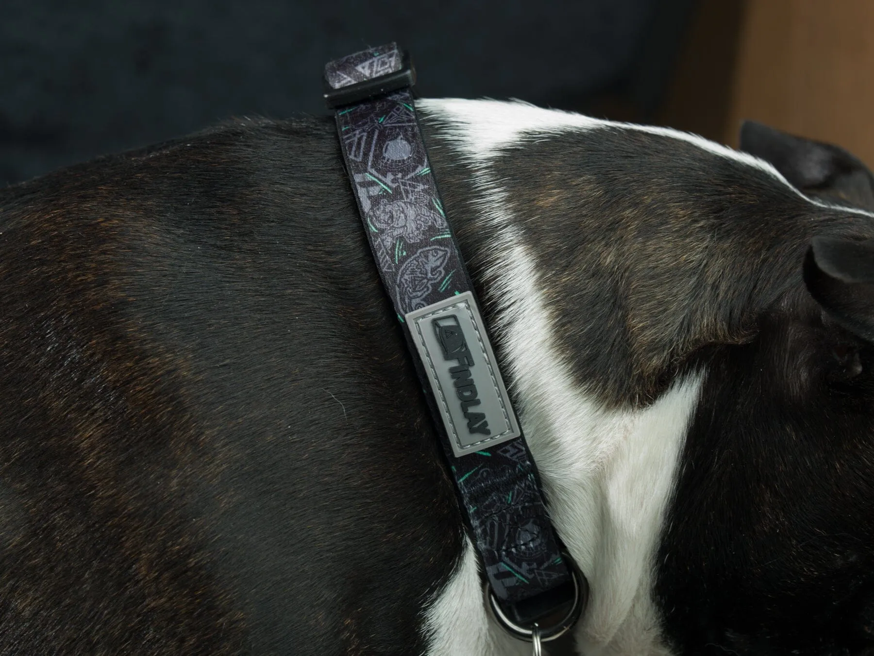Findlay Dog Collar
