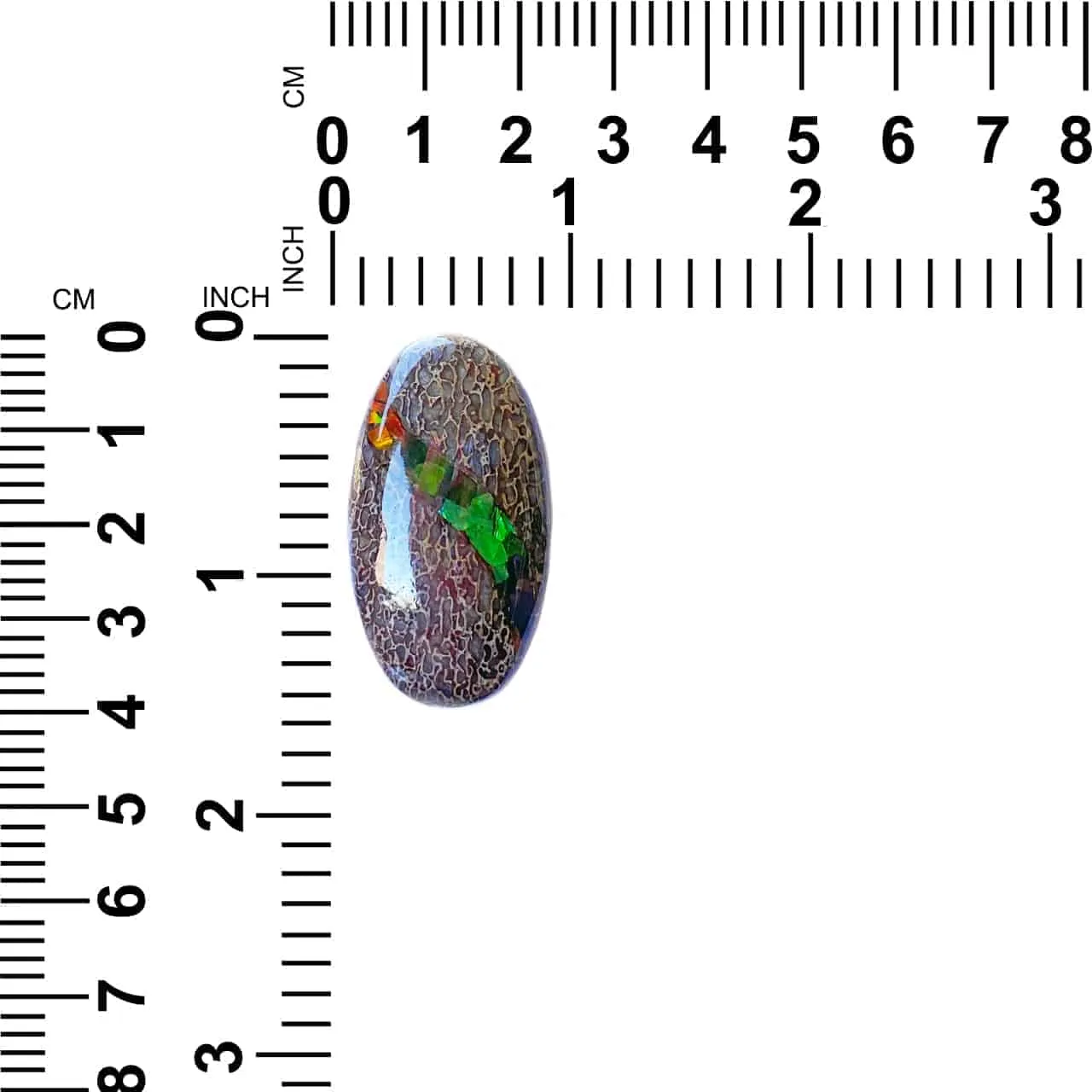 Fossil Dinosaur Bone with Ammolite Inlay Large Cabochon 40mm - 1 piece