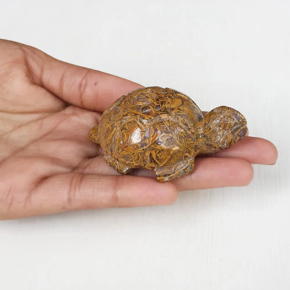 Mariam Tortoise