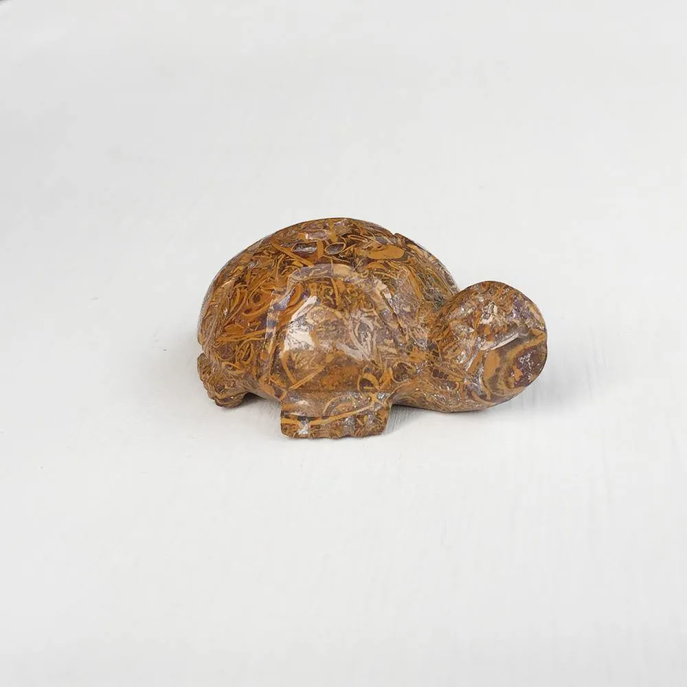 Mariam Tortoise