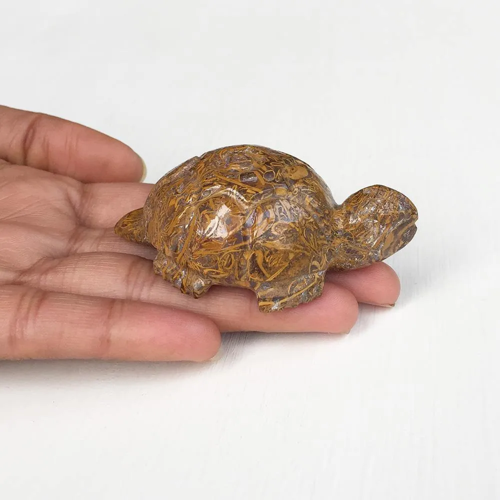 Mariam Tortoise
